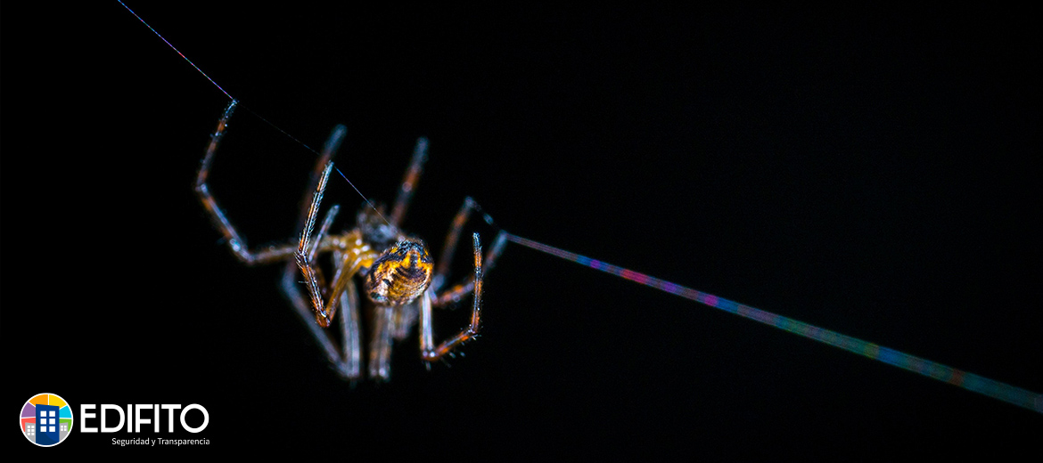 Como alejar a las arañas de rincón